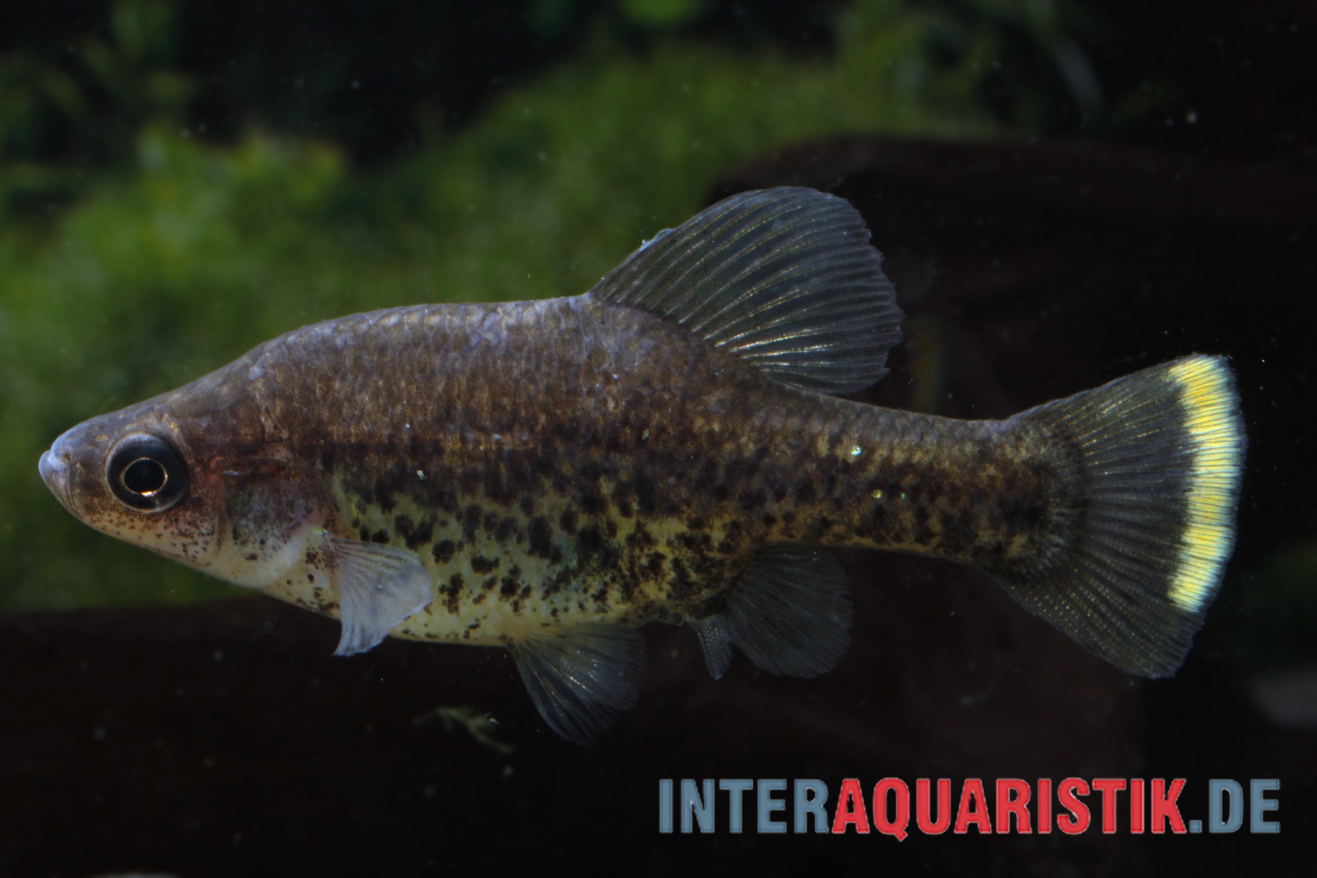 Kubakärpfling, Chapalichthys pardalis (Leopardenkärpfling)